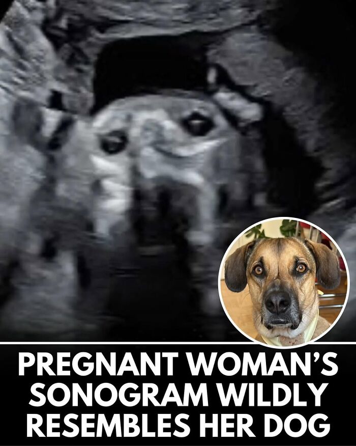 50 Doggos With Stories That'll Make You Smile, Cry, & Say 'No Way!'