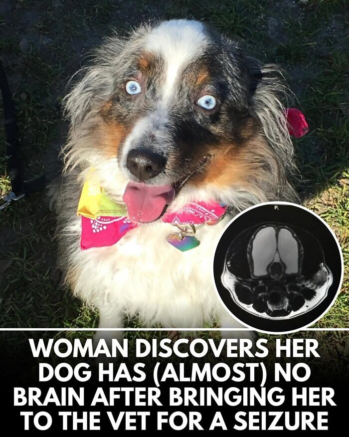 50 Doggos With Stories That'll Make You Smile, Cry, & Say 'No Way!'