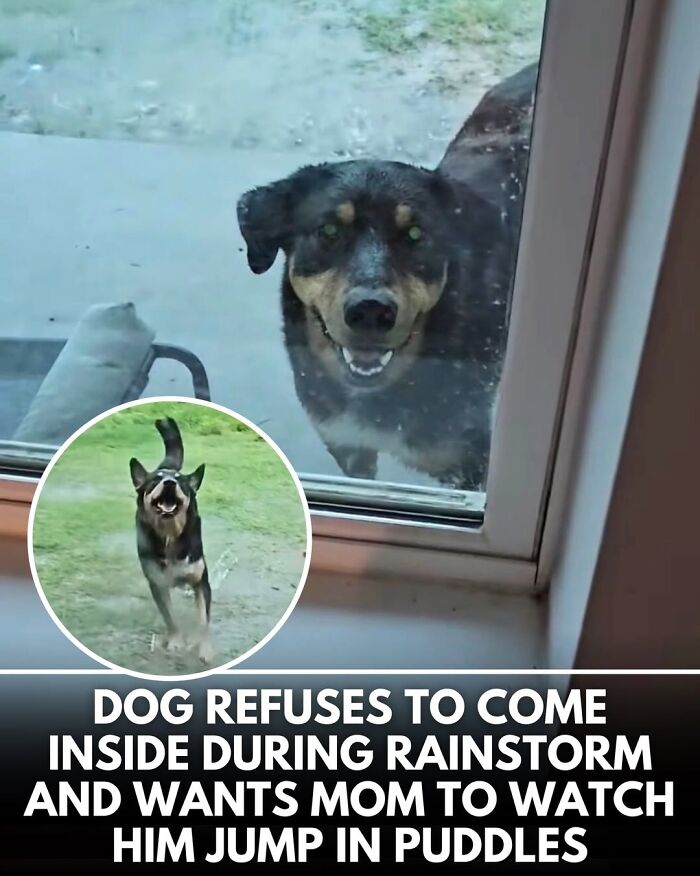 50 Doggos With Stories That'll Make You Smile, Cry, & Say 'No Way!'