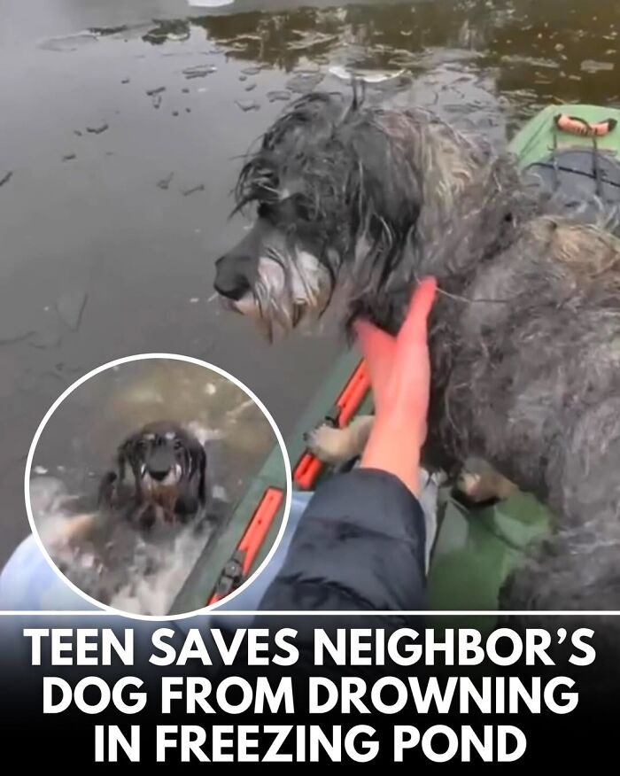 50 Doggos With Stories That'll Make You Smile, Cry, & Say 'No Way!'