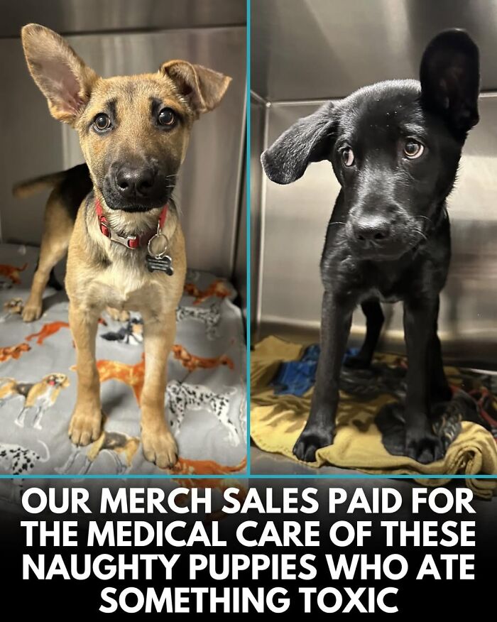 50 Doggos With Stories That'll Make You Smile, Cry, & Say 'No Way!'