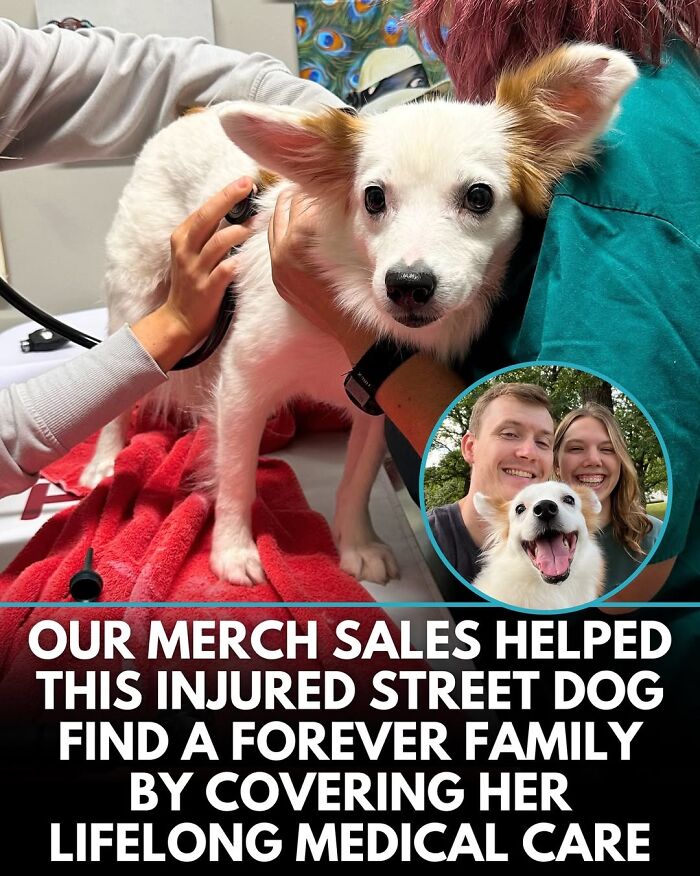 50 Doggos With Stories That'll Make You Smile, Cry, & Say 'No Way!'