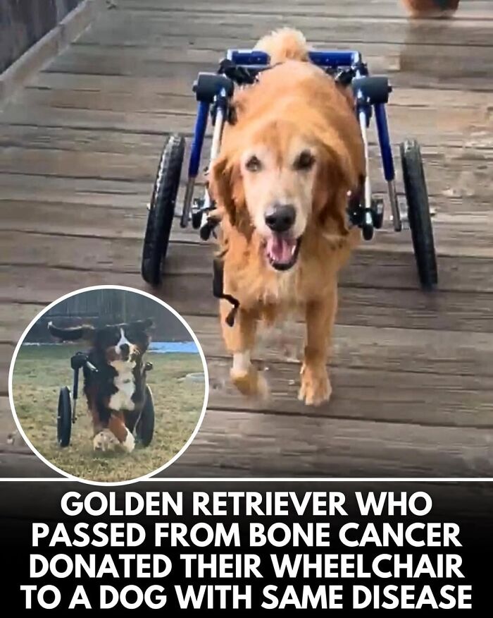 50 Doggos With Stories That'll Make You Smile, Cry, & Say 'No Way!'