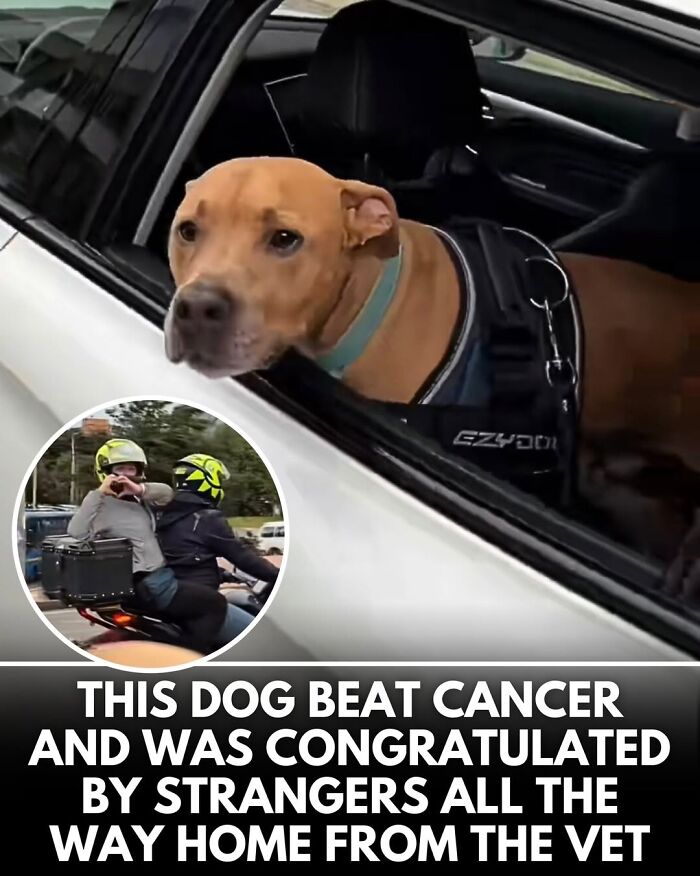 50 Doggos With Stories That'll Make You Smile, Cry, & Say 'No Way!'