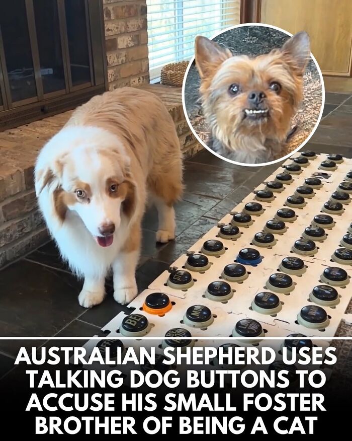 50 Doggos With Stories That'll Make You Smile, Cry, & Say 'No Way!'