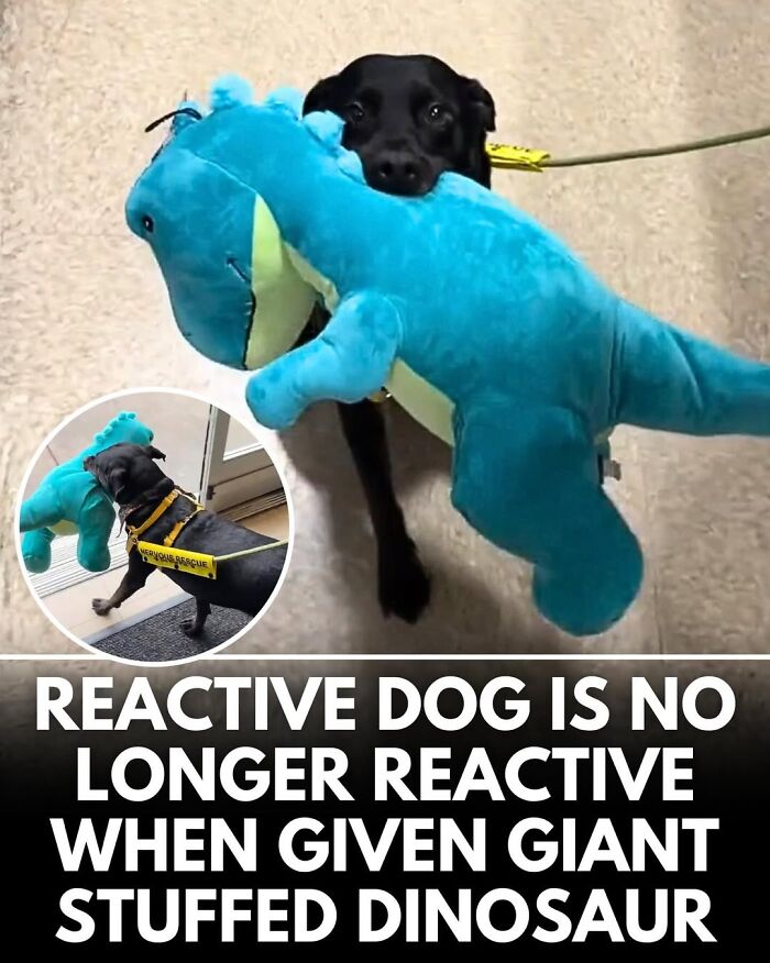 50 Doggos With Stories That'll Make You Smile, Cry, & Say 'No Way!'