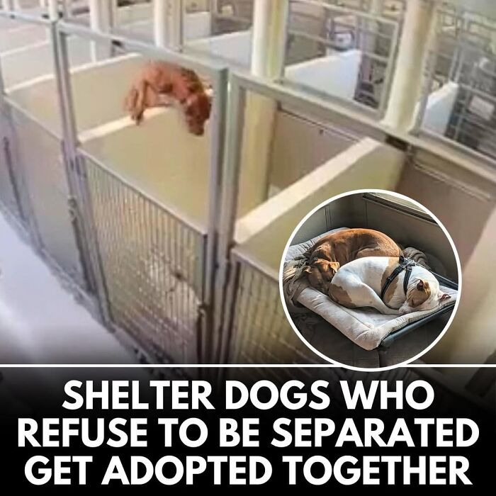 50 Doggos With Stories That'll Make You Smile, Cry, & Say 'No Way!'