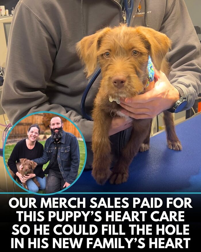 50 Doggos With Stories That'll Make You Smile, Cry, & Say 'No Way!'