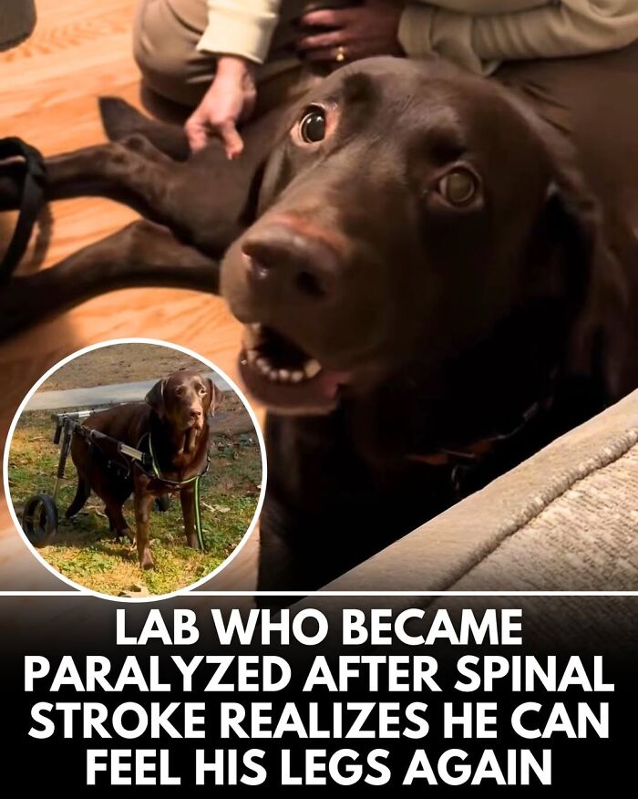 50 Doggos With Stories That'll Make You Smile, Cry, & Say 'No Way!'