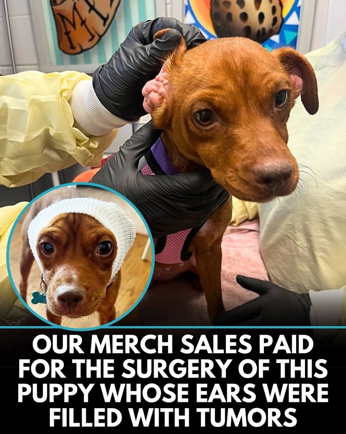 50 Doggos With Stories That'll Make You Smile, Cry, & Say 'No Way!'