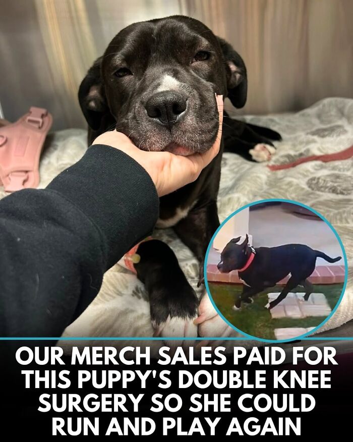 50 Doggos With Stories That'll Make You Smile, Cry, & Say 'No Way!'