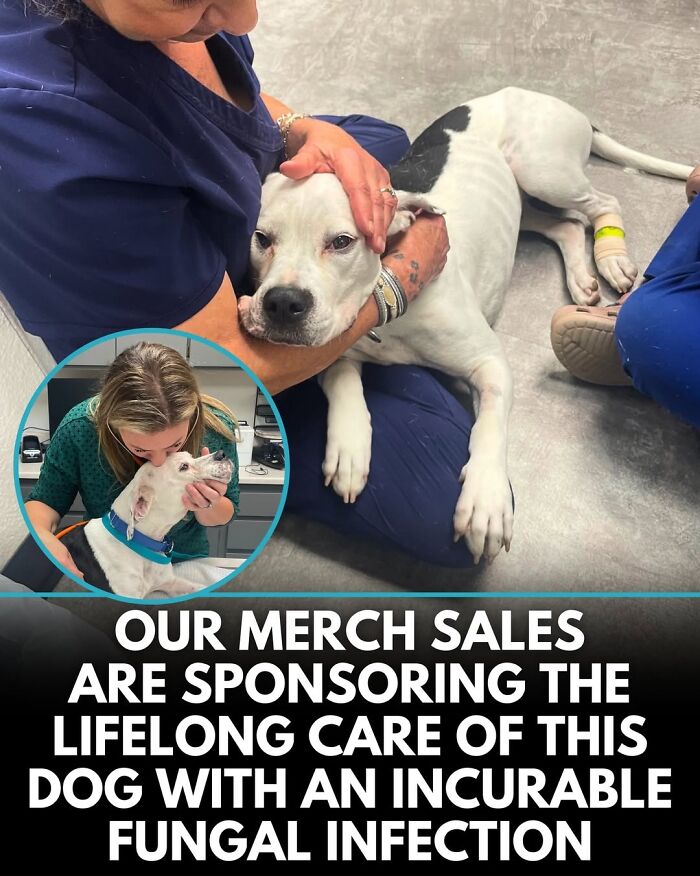 50 Doggos With Stories That'll Make You Smile, Cry, & Say 'No Way!'