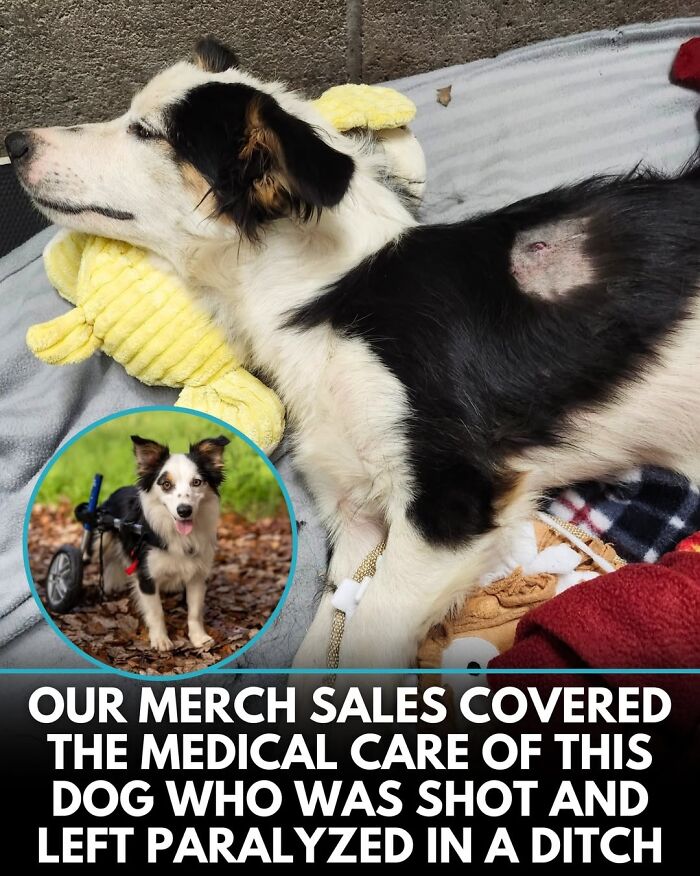 50 Doggos With Stories That'll Make You Smile, Cry, & Say 'No Way!'