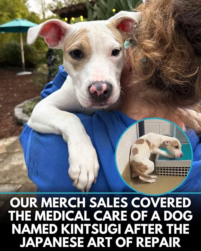 50 Doggos With Stories That'll Make You Smile, Cry, & Say 'No Way!'