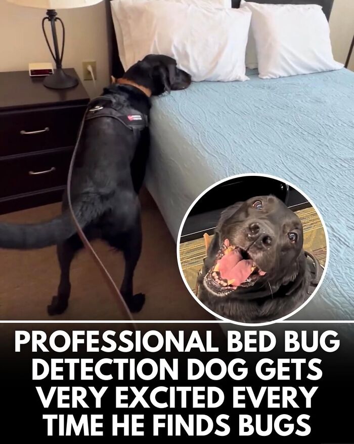 50 Doggos With Stories That'll Make You Smile, Cry, & Say 'No Way!'