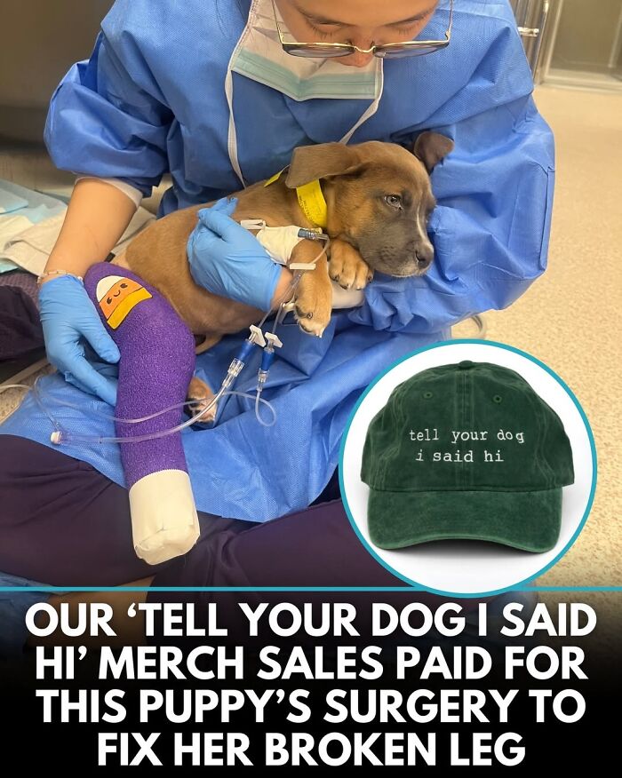 50 Doggos With Stories That'll Make You Smile, Cry, & Say 'No Way!'