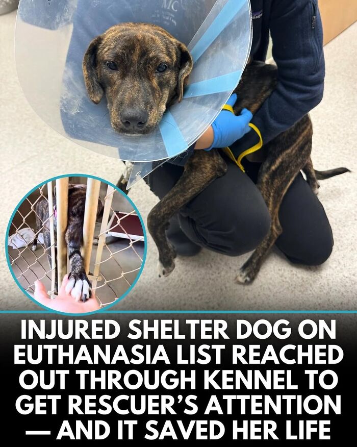 50 Doggos With Stories That'll Make You Smile, Cry, & Say 'No Way!'