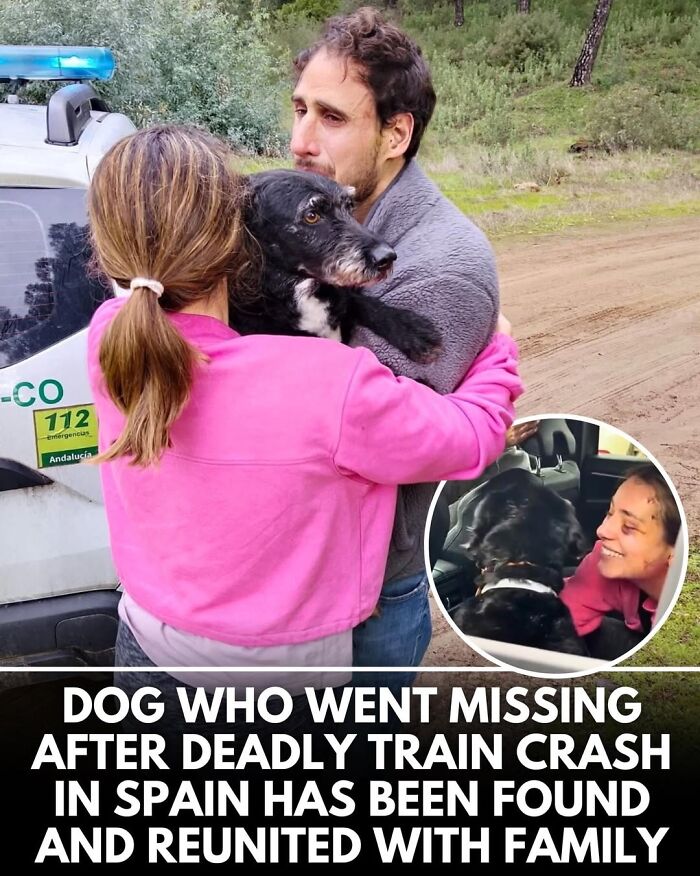 50 Doggos With Stories That'll Make You Smile, Cry, & Say 'No Way!'