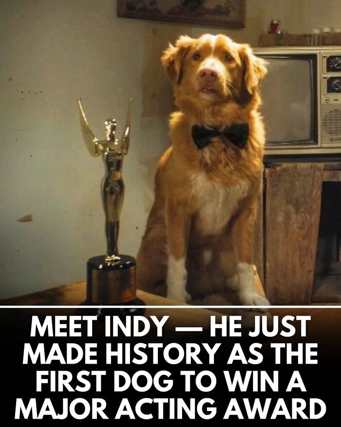 50 Doggos With Stories That'll Make You Smile, Cry, & Say 'No Way!'