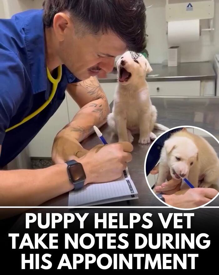 50 Doggos With Stories That'll Make You Smile, Cry, & Say 'No Way!'