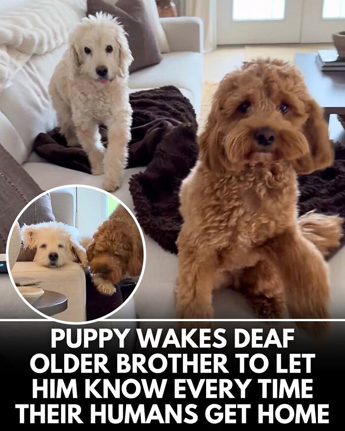 50 Doggos With Stories That'll Make You Smile, Cry, & Say 'No Way!'