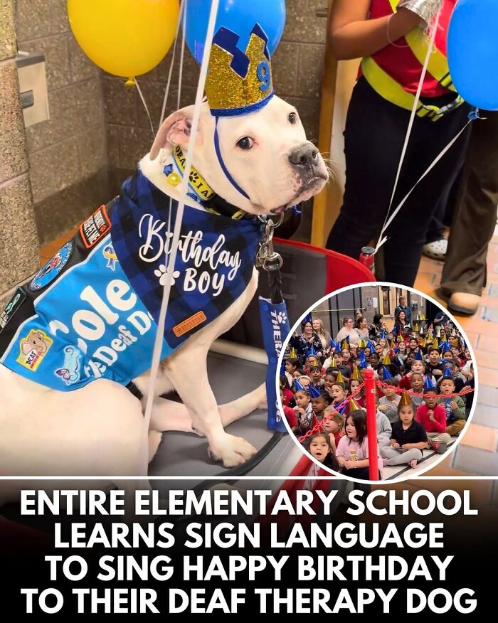 50 Doggos With Stories That'll Make You Smile, Cry, & Say 'No Way!'