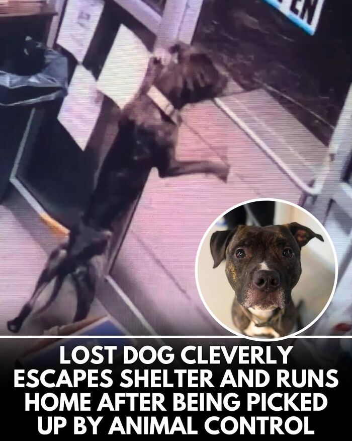 50 Doggos With Stories That'll Make You Smile, Cry, & Say 'No Way!'