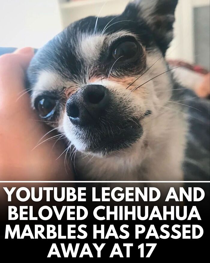 50 Doggos With Stories That'll Make You Smile, Cry, & Say 'No Way!'