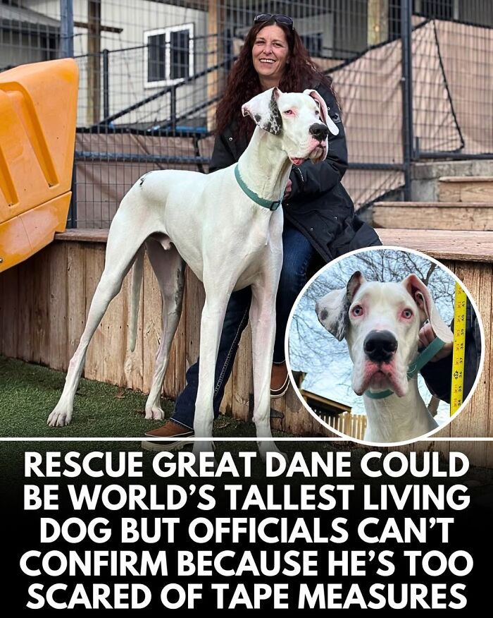 50 Doggos With Stories That'll Make You Smile, Cry, & Say 'No Way!'