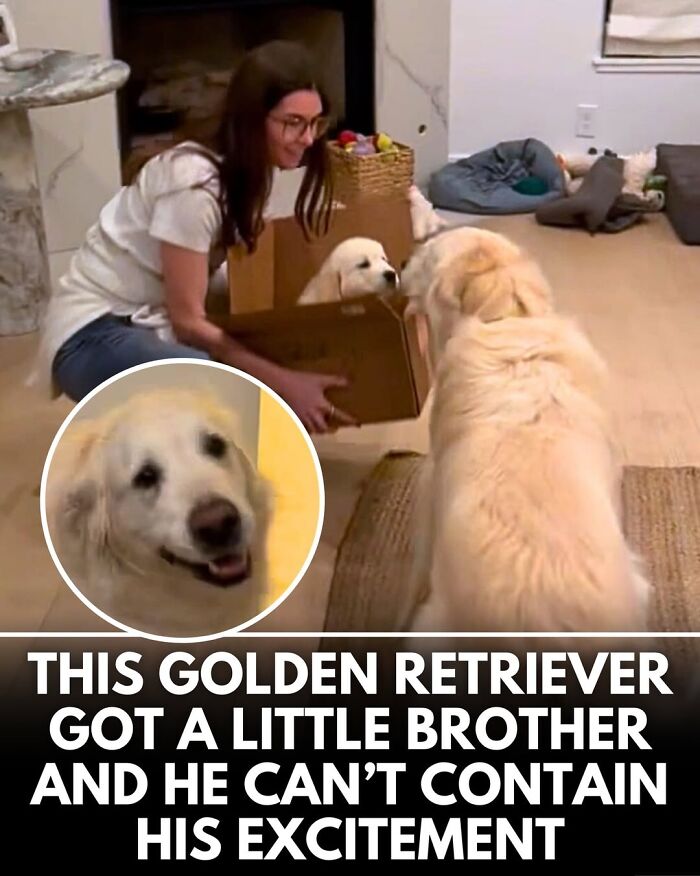 50 Doggos With Stories That'll Make You Smile, Cry, & Say 'No Way!'