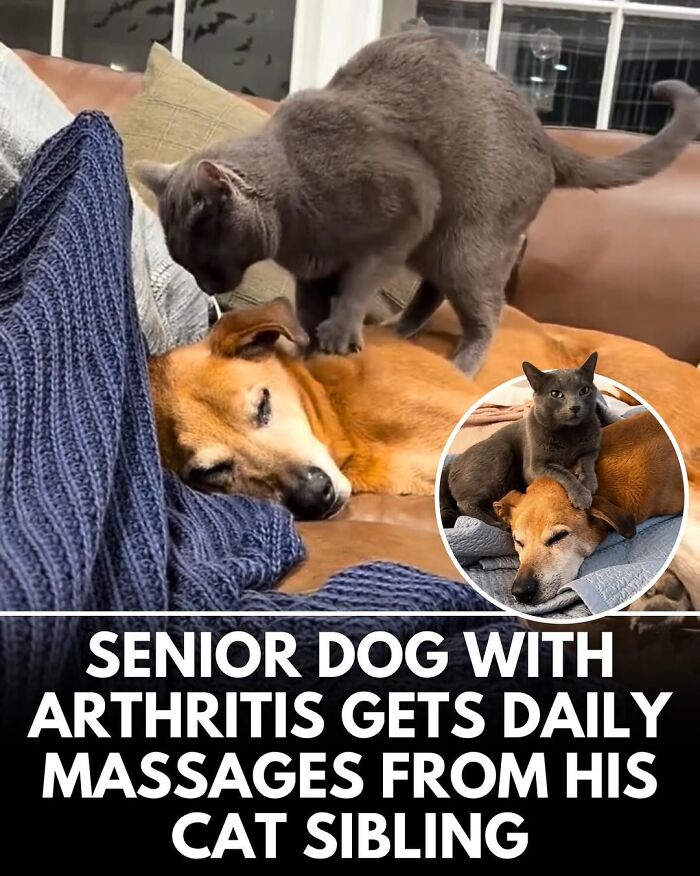 50 Doggos With Stories That'll Make You Smile, Cry, & Say 'No Way!'