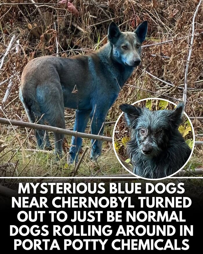 50 Doggos With Stories That'll Make You Smile, Cry, & Say 'No Way!'