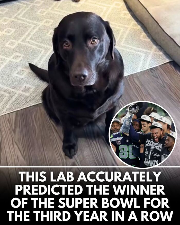 50 Doggos With Stories That'll Make You Smile, Cry, & Say 'No Way!'