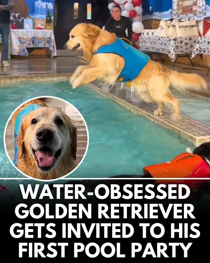 50 Doggos With Stories That'll Make You Smile, Cry, & Say 'No Way!'