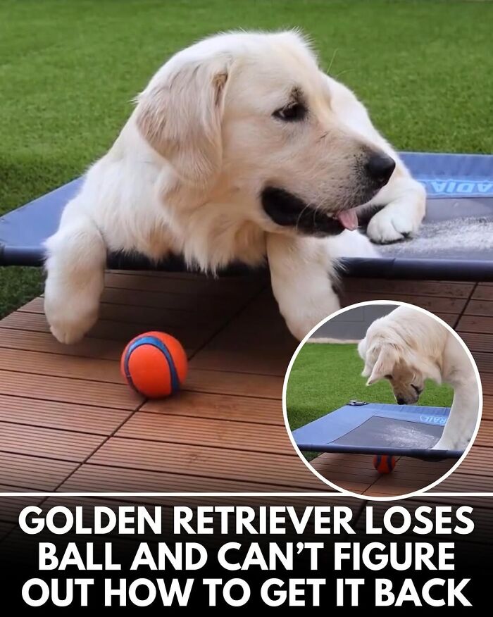 50 Doggos With Stories That'll Make You Smile, Cry, & Say 'No Way!'