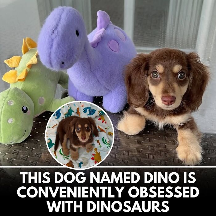 50 Doggos With Stories That'll Make You Smile, Cry, & Say 'No Way!'