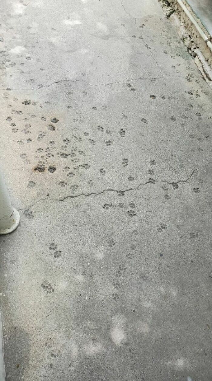 Over 100 Years Old Paw Prints In Cement? Yes, Please!