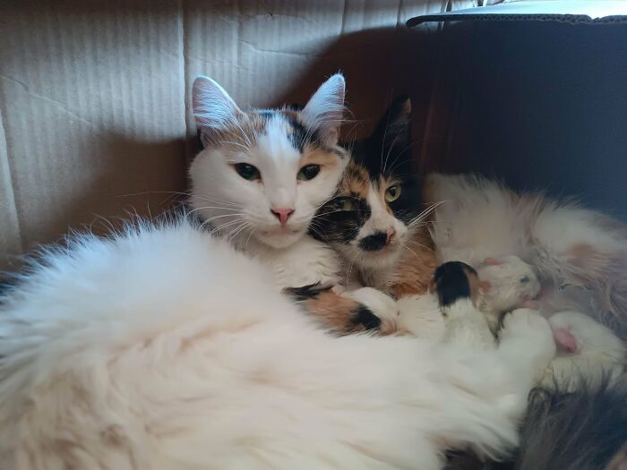 Two Cats, Same Birthday, Tag Teaming Kitten Raising. Teamwork Makes the Dream Work!