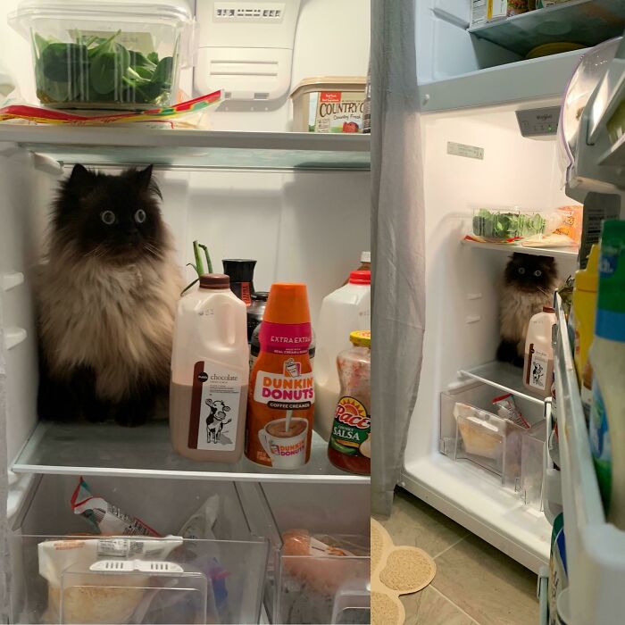 Sometimes Noodle Likes to Ponder Life...in the Fridge.