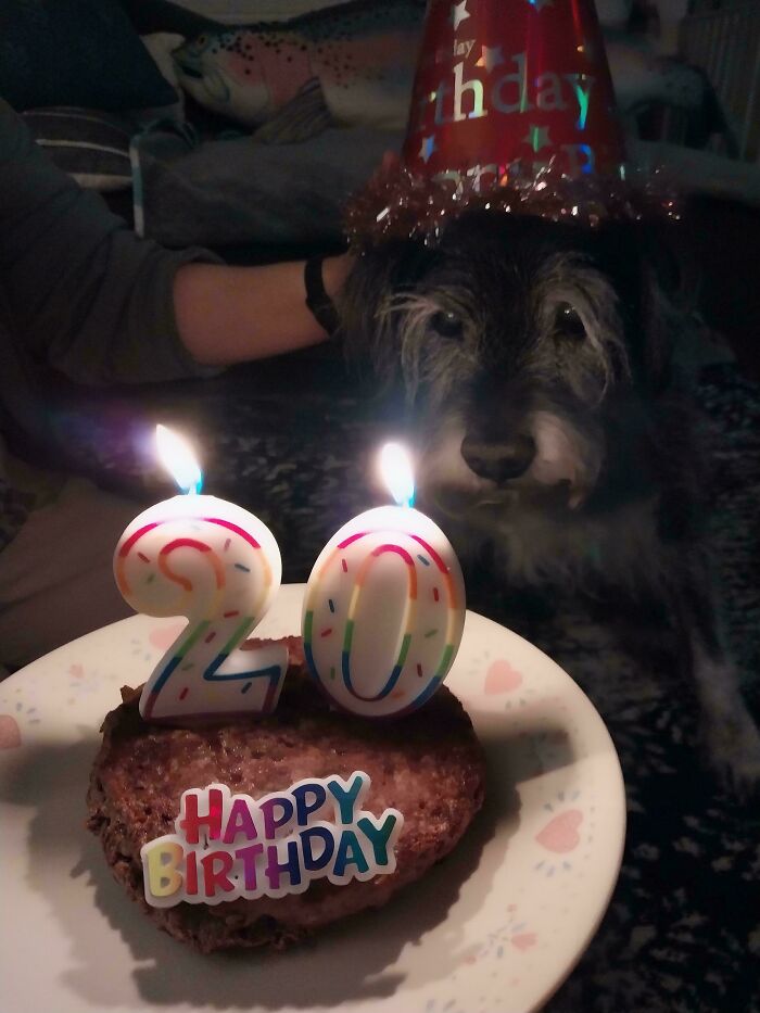 Celebrating 20 Years With This Old Man! That’s One Legendary Pup.
