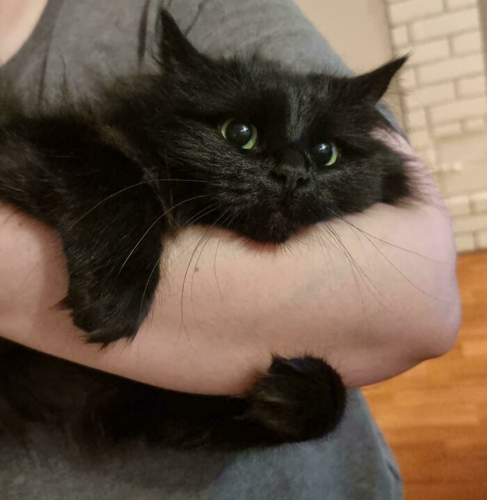 Look At My Cat. Seriously, Look. Can’t Stop Staring.