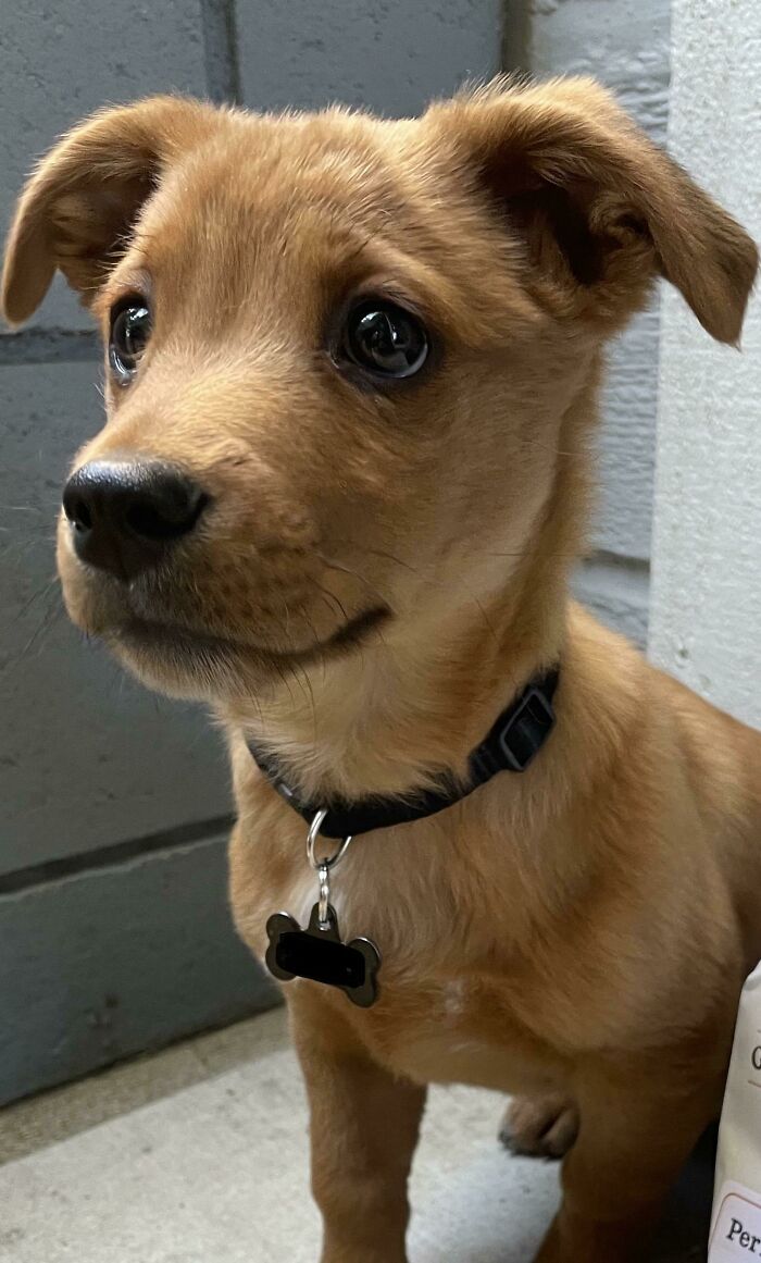 We Have Our Very Own Scrappy Doo—Minus the Mystery Solving.