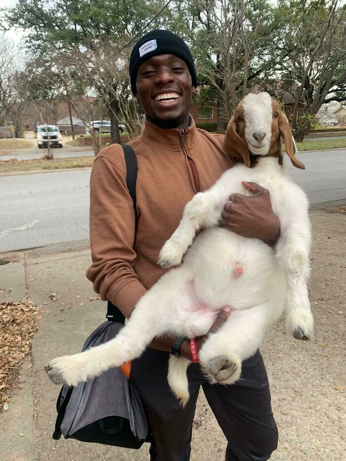 A Goat Trailed My Friend Home From Work—Unexpected New Bestie!