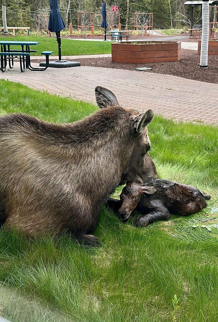 Mama Moose Walks Into Alaska Regional Hospital and Gives Birth like a Boss.