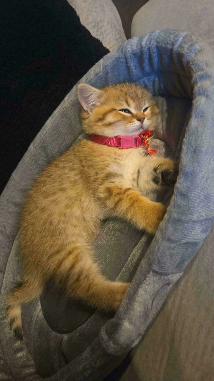 Wait, They Actually Sent Us 100+ Cutest Animal Pics?!