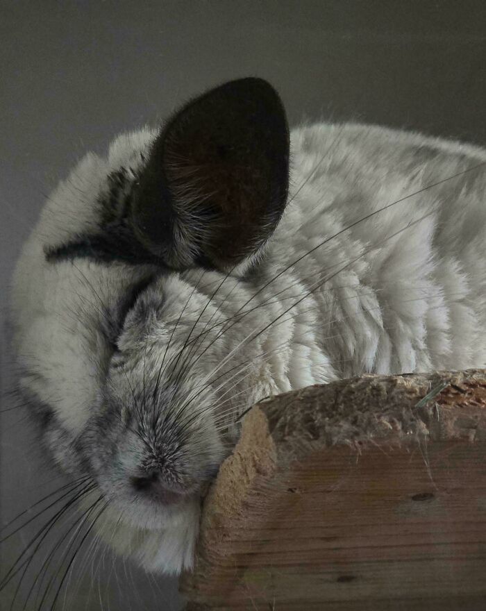 Wait, They Actually Sent Us 100+ Cutest Animal Pics?!