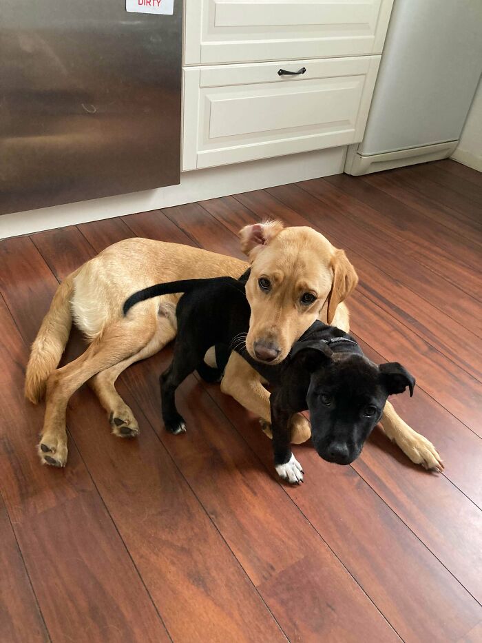 Wait, They Actually Sent Us 100+ Cutest Animal Pics?!