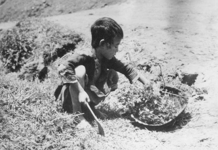Great Chinese Famine: The Agricultural Oops (1959-1961)