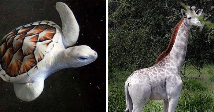 Wait, They Actually Ranked These Albino Animals? Prepare To Be Amazed!