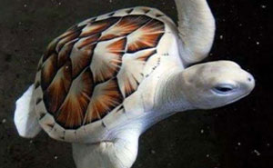 Wait, They Actually Ranked These Albino Animals? Prepare To Be Amazed!